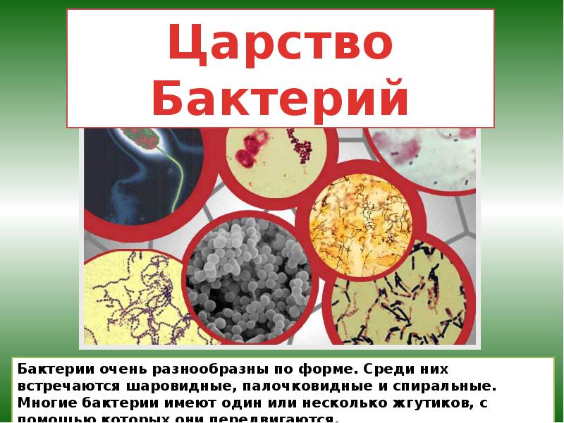 География 6 класс презентация царства живой природы