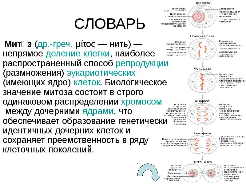 Биологическое значение митоза состоит в. Митоз Непрямое деление клетки. Циклы митоза. Деление клетки папоротника. Митотическое деление клетки Непрямое деление.