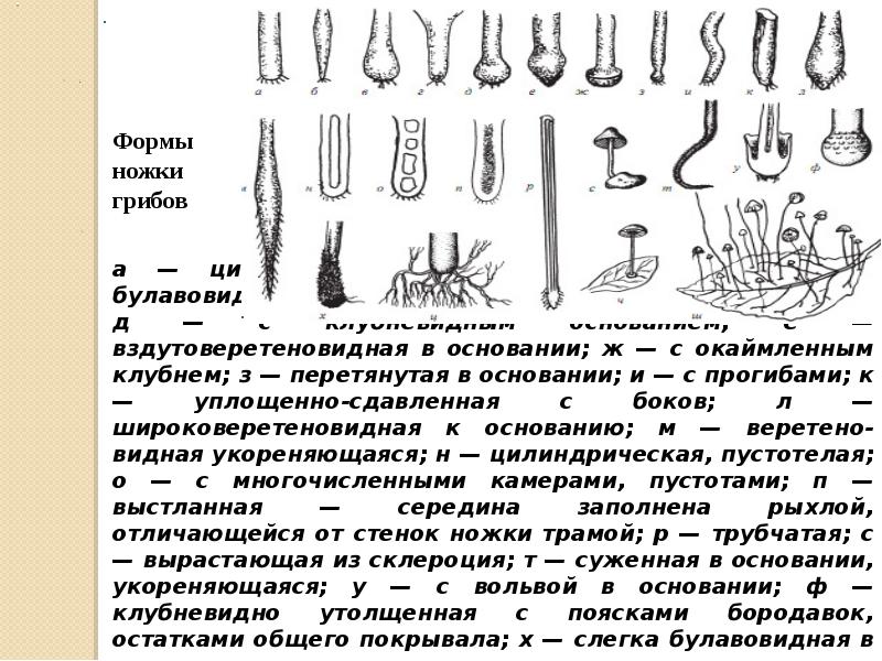 Суженное основание. Формы ножек грибов. Булавовидная форма. Формы ножек гриб. Булавовидную форму имеют.