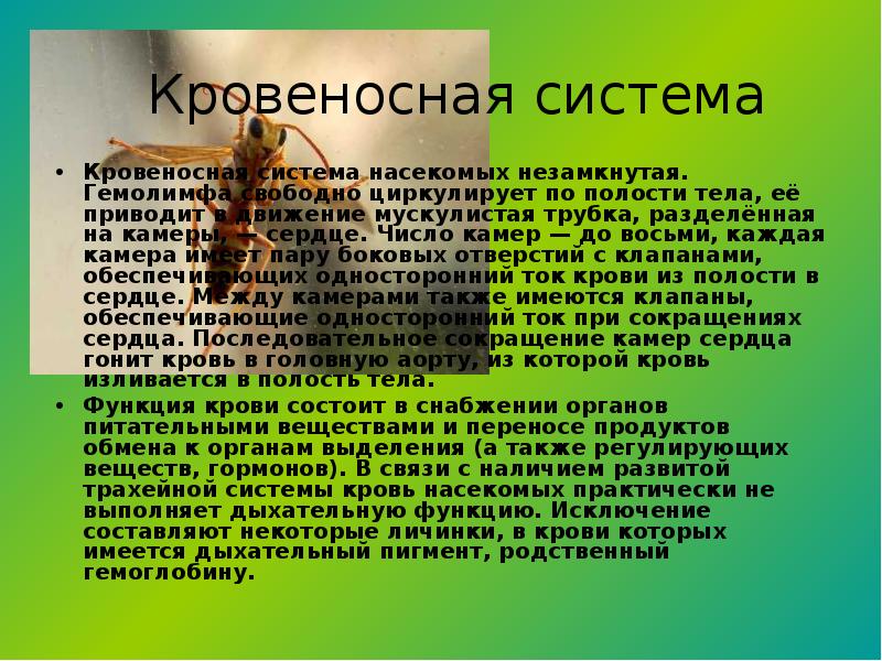 Роль насекомых в экосистемах. Какую функцию выполняют насекомые. Значение насекомых в природе и жизни человека 7 класс биология. Роль насекомых в жизни человека. Незамкнутая кровеносная система насекомых.