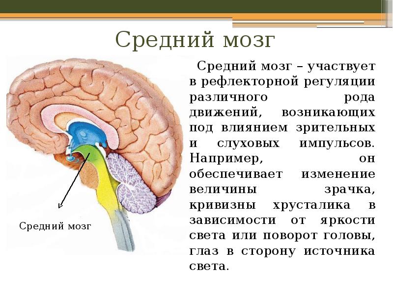 Средний мозг   Средний мозг – участвует в рефлекторной регуляции