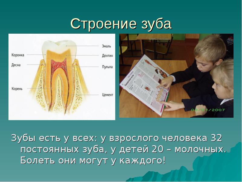 Презентация анатомия зуба