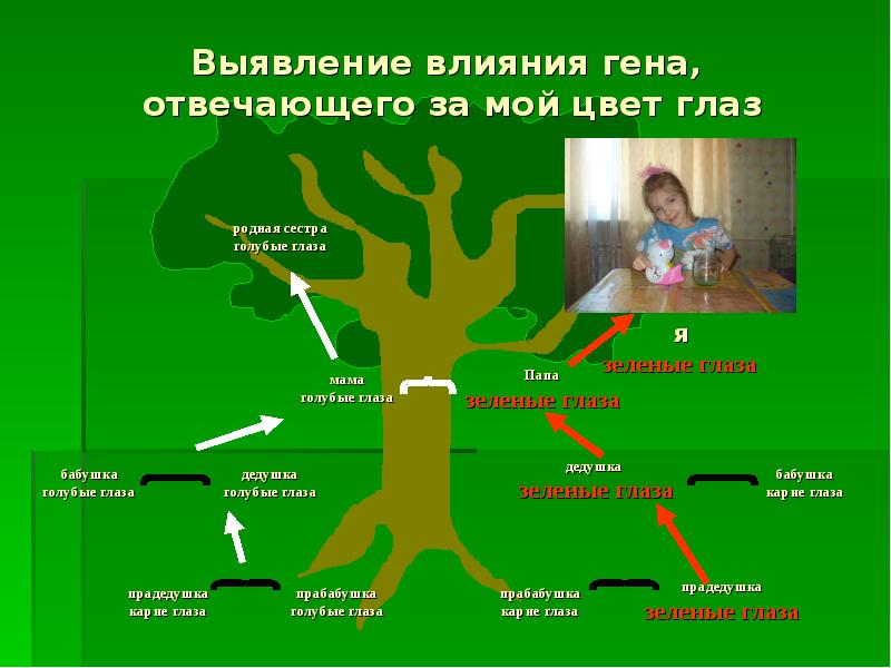 Выявление влияния. Ген отвечающий за ориентацию. Окружающий мир 2 класс на кого я похожа. На кого похож больше ген человека.