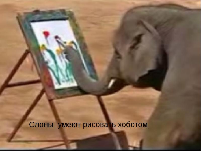 Слон умеющий рисовать