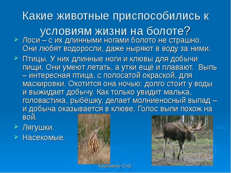 Как приспособились животные. Как животные приспосабливаются к условиям жизни. Как животные приспосабливаются к условиям жизни 3 класс. Приспособления животных в болоте. Приспособление животных к условиям болот.