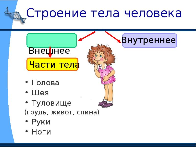 Строение тела человека презентация 2 класс