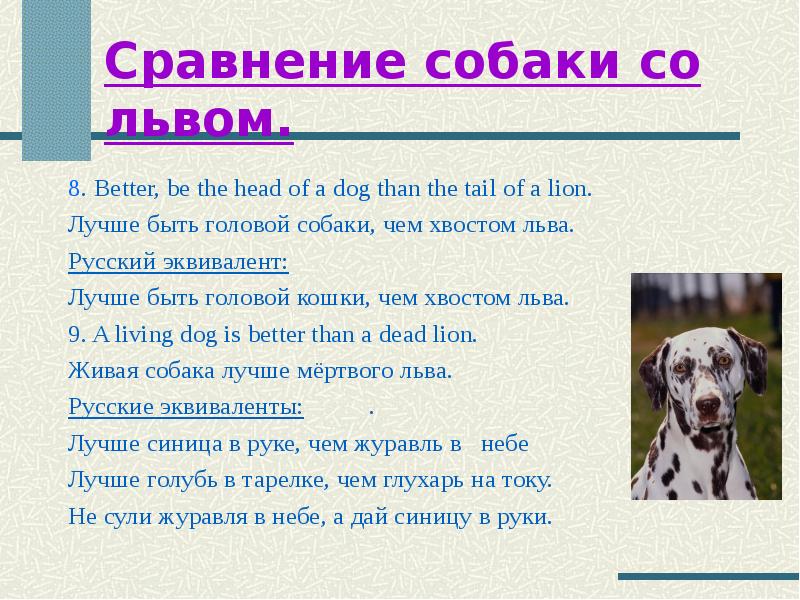 Переведи на русский dog day