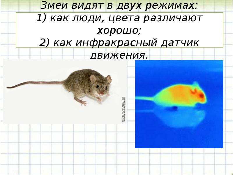 Презентация на тему как видят животные