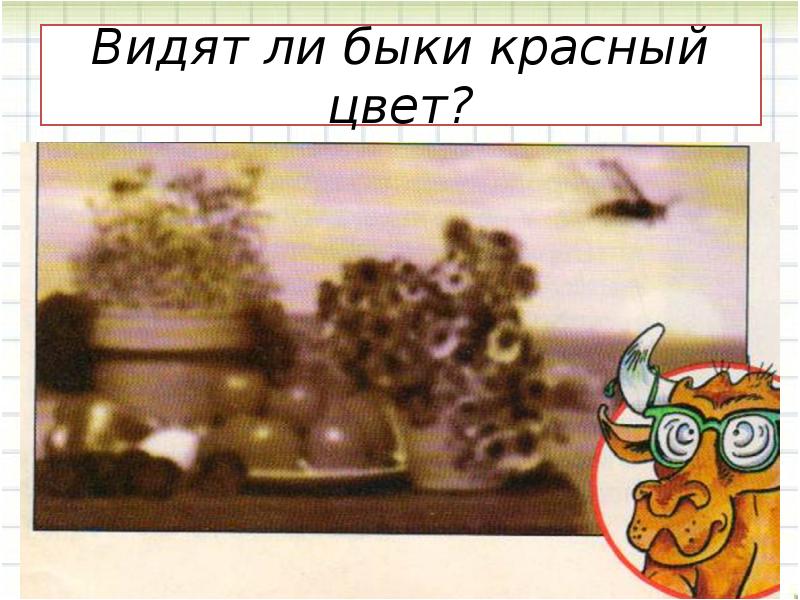 быки видят красный. почему быки не любят красный цвет. быки видят красный. быки видят красный. красная тряпка.