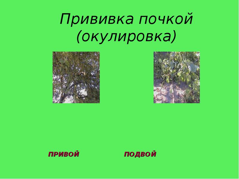 Прививка почкой (окулировка)
ПРИВОЙ Прививка почкой (окулировка)
ПРИВОЙ