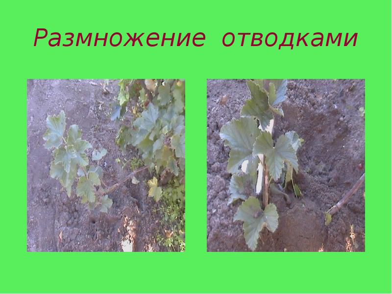 Размножение отводками Размножение отводками