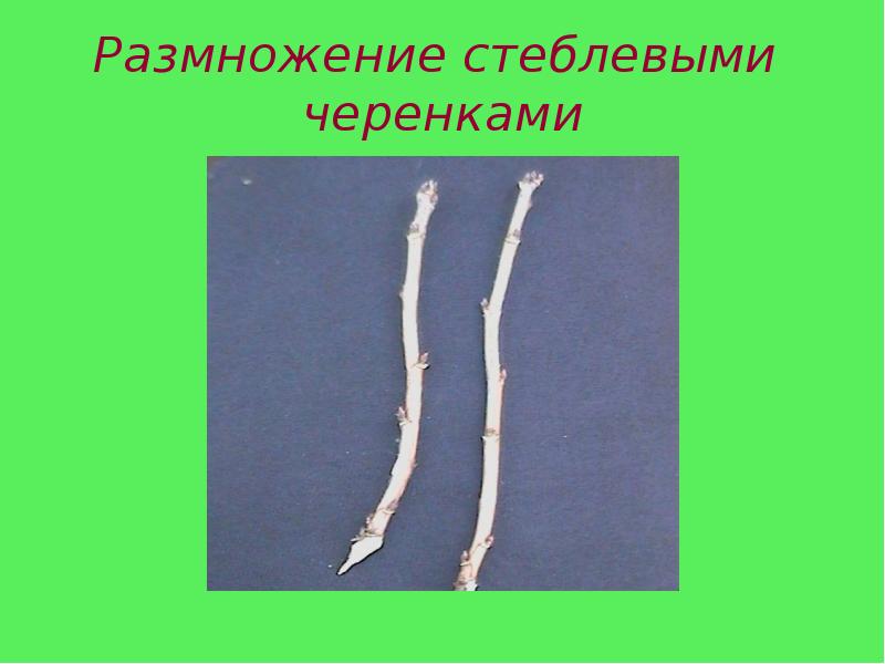 Размножение стеблевыми черенками Размножение стеблевыми черенками