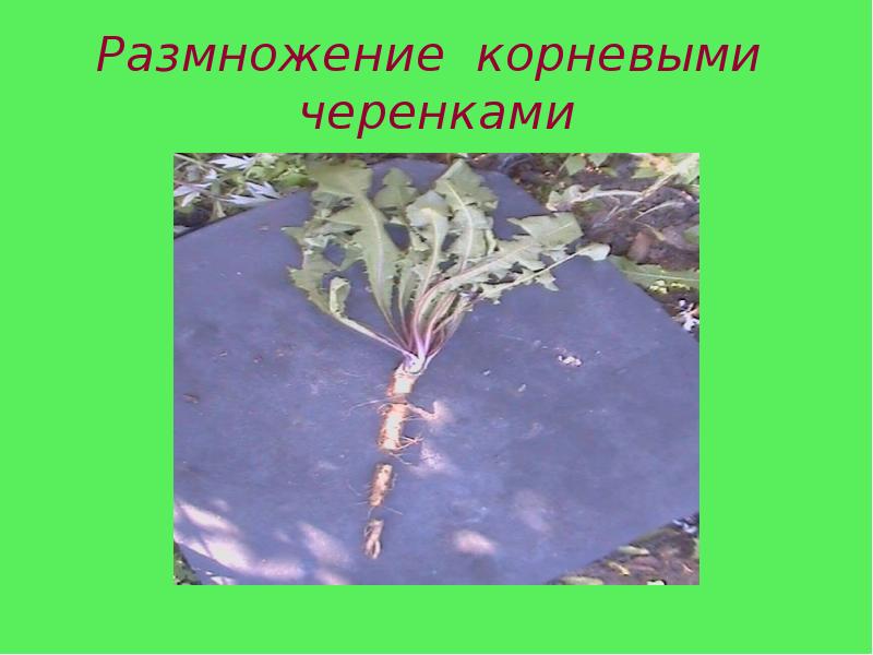 Размножение корневыми черенками Размножение корневыми черенками