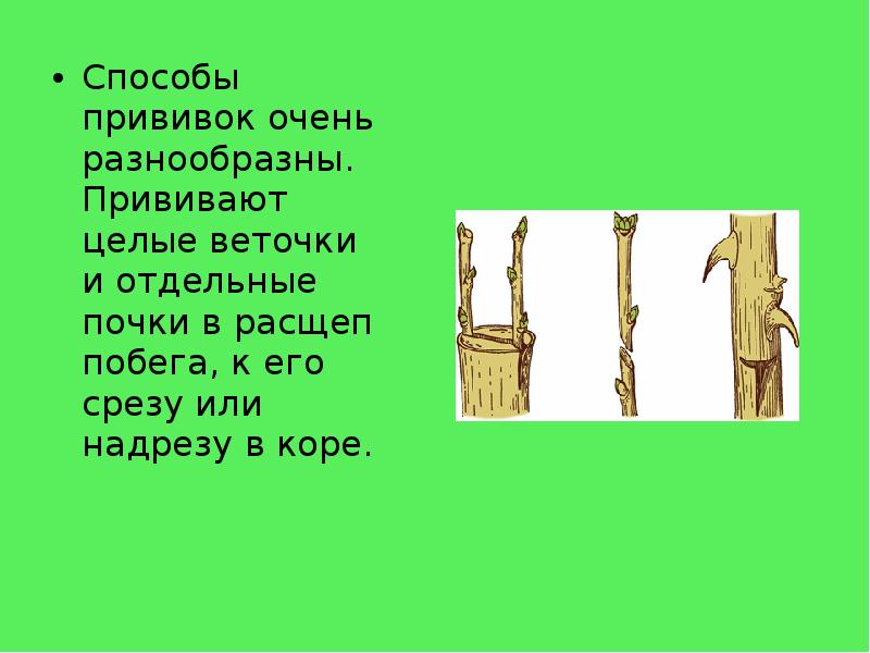 Способы прививок очень разнообразны. Прививают целые веточки и отдельные почки в Способы прививок очень разнообразны. Прививают целые веточки и отдельные почки в