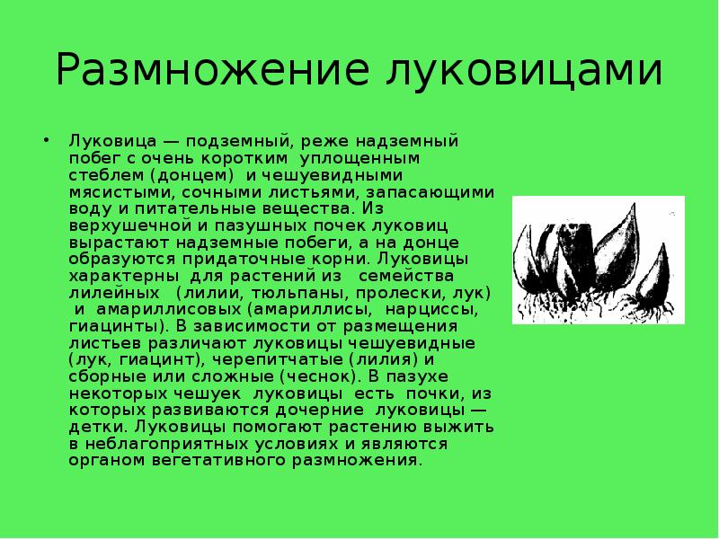 Размножение луковицами
Луковица — подземный, реже надземный побег с очень коротким Размножение луковицами
Луковица — подземный, реже надземный побег с очень коротким