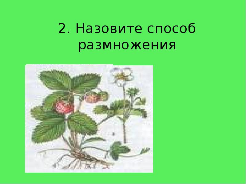 2. Назовите способ размножения 2. Назовите способ размножения