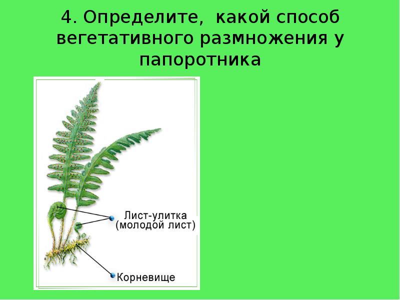 4. Определите, какой способ вегетативного размножения у папоротника 4. Определите, какой способ вегетативного размножения у папоротника