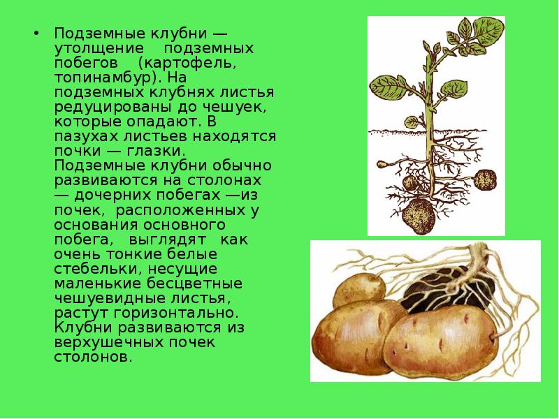 Подземные клубни — утолщение подземных побегов (картофель, Подземные клубни — утолщение подземных побегов (картофель,