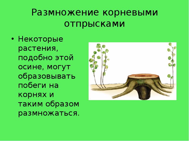 Размножение корневыми отпрысками
Некоторые растения, подобно этой осине, могут образовывать побеги Размножение корневыми отпрысками
Некоторые растения, подобно этой осине, могут образовывать побеги
