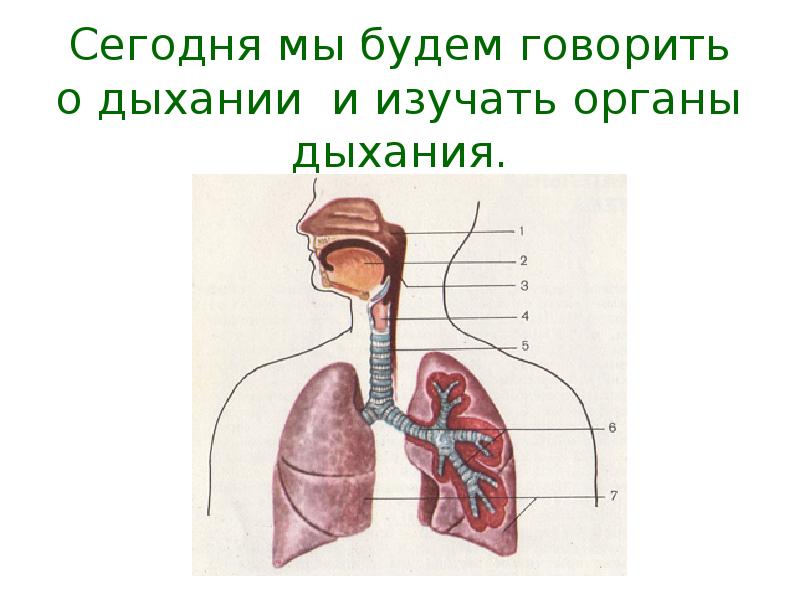 Органы дыхания человека презентация 4 класс