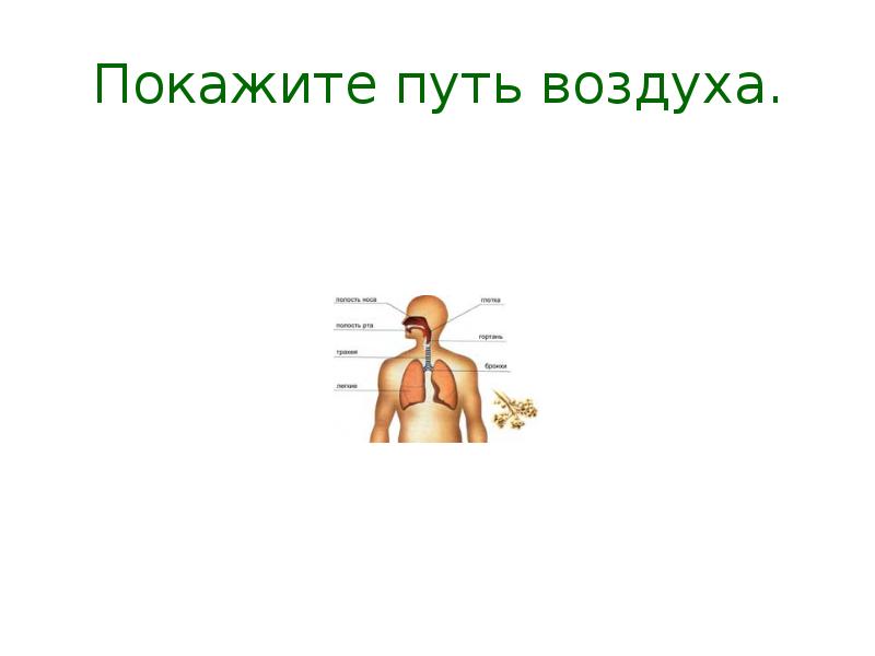 Путь воздуха. Гигиена дыхательной системы человека презентация. Гигиена дыхания 4 класс. Дыхание 4-4-4-4.