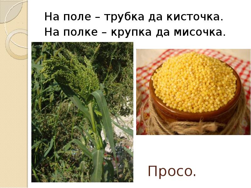 Каша из проса кроссворд