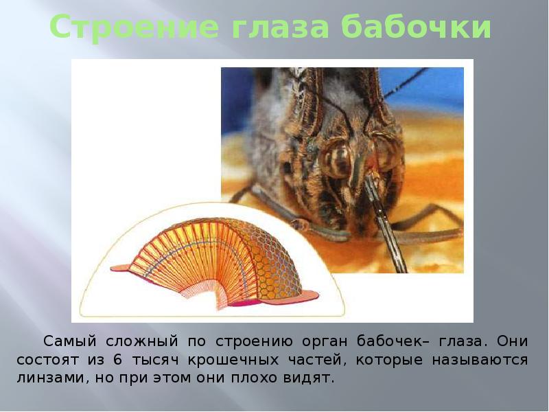 Глаза бабочек строение. Фасеточные глаза стрекозы. Фасеточные глаза бабочек. Глаза бабочек строение. Глаза бабочек строение.