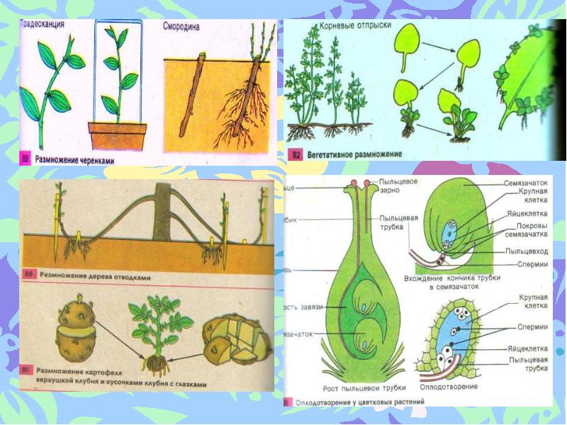 Окружающий мир размножение. Как устроено растение. Что есть у цветковых растений. Вегетативное размножение традесканции. Корневые отпрыски вегетативное размножение цветковых растений.