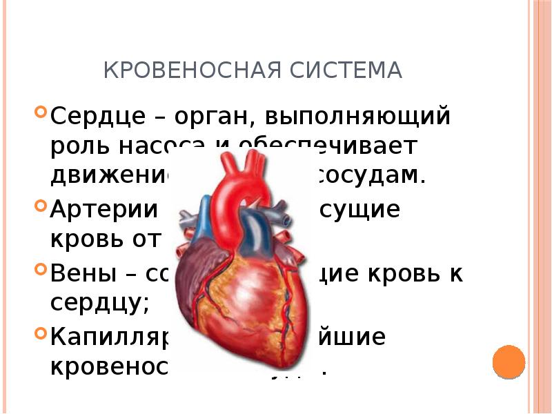 Какую функцию выполняют органы. Кровеносная система сердце от сердца. Сосуды несущие кровь от сердца к органам. Кровеносные сосуды несущие кровь от сердца это. Движение крови от сердца и к сердцу.