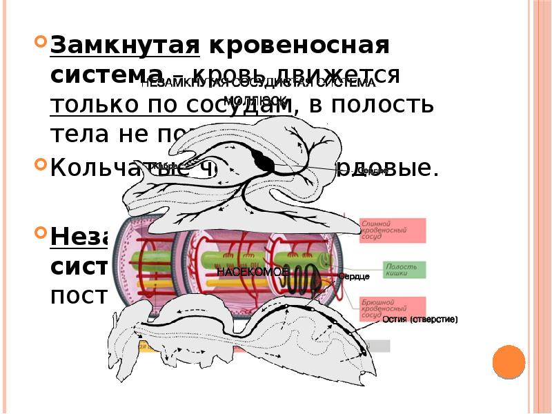 Вторичная полость тела замкнутая кровеносная система. Кровеносная система замкнутая сердце полость тела сосуды. Не замкнутая кровеноская система. По сосудам и в полостях тела течет. Единая замкнутая полость.