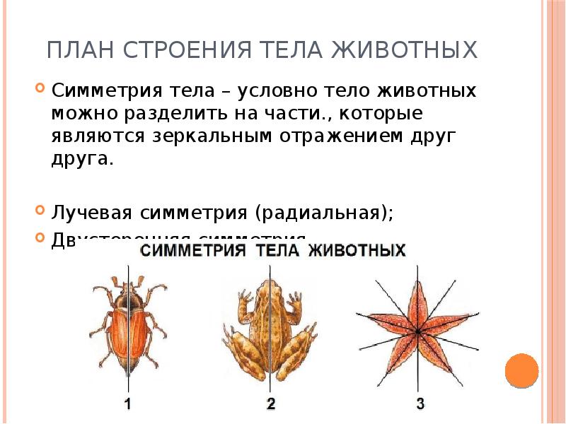 Симметрия тела животных рисунок. План строения тела животных. Симметрия тела животных. Симметричное строение тела животных. Типы симметрии.