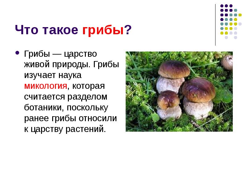 Слово грибной. Презентация на тему грибов. Грибы это определение. Презентация по грибам. Грибы что это такое понятие.