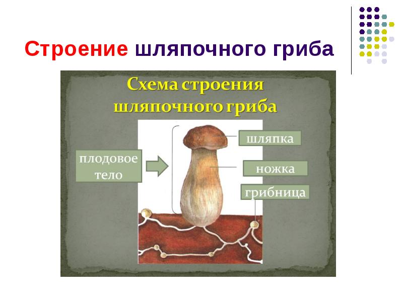 Презентация грибы шляпочные грибы