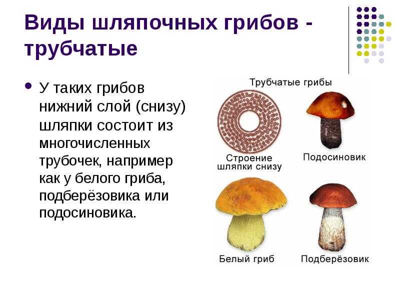 Проект на тему класс грибы 7 класс