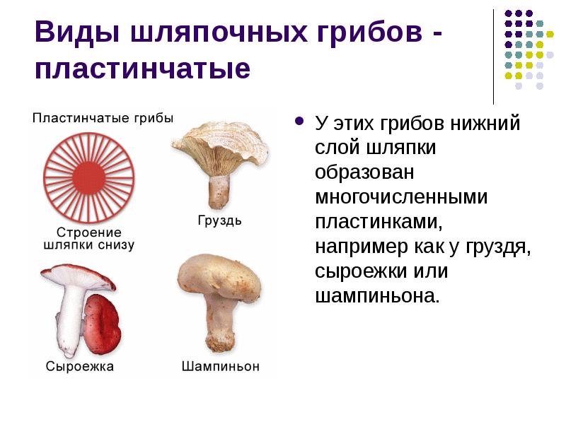 Грибы шляпочные грибы презентация 5 класс