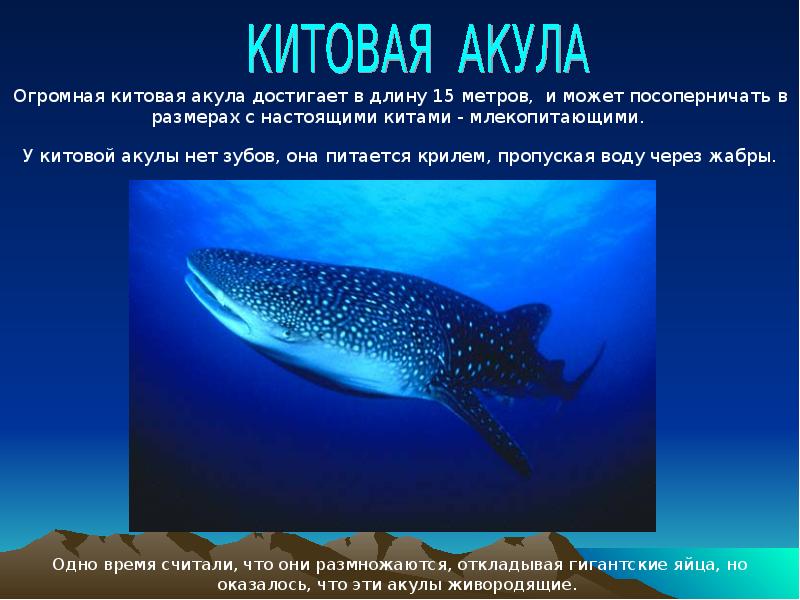 Проект акула 4 класс