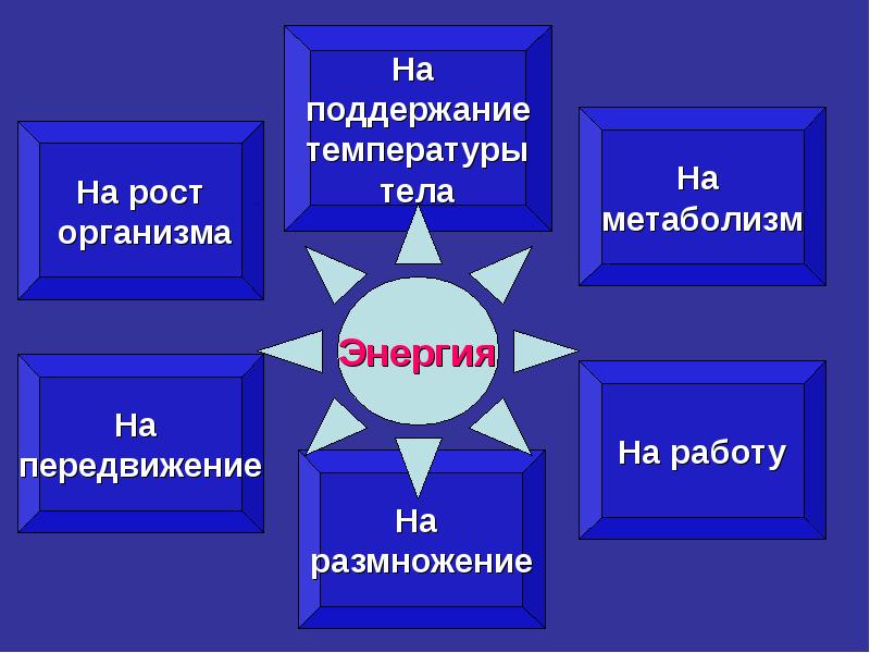 Влияние температуры на жизненные процессы презентация