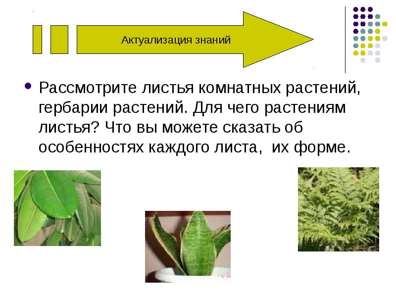 Строение листа комнатного растения. Строение листьев комнатных растений. Цветы комнатные .строение листа. Особенности строения листьев комнатных растений.