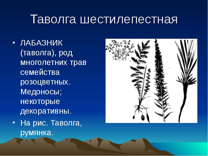 Растения индикаторы презентация