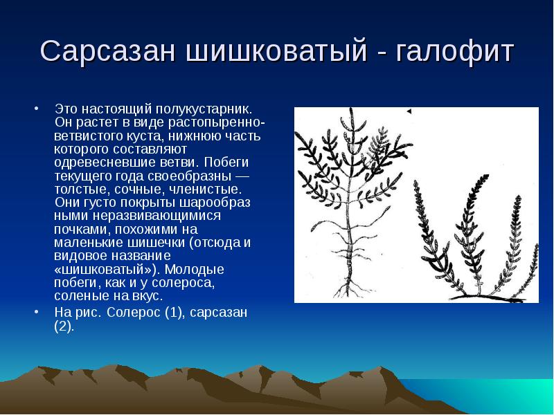 Растения индикаторы презентация