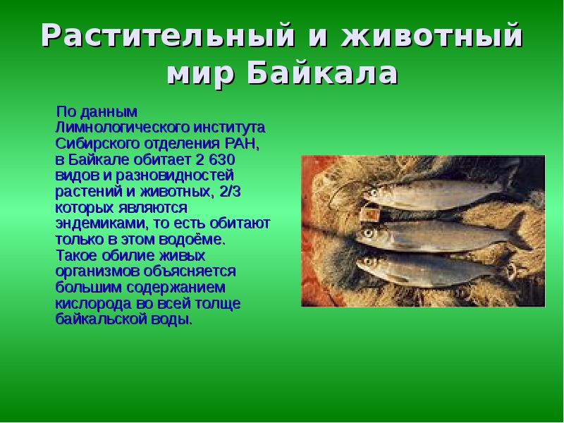 Растительный и животный мир Байкала    По данным Лимнологического