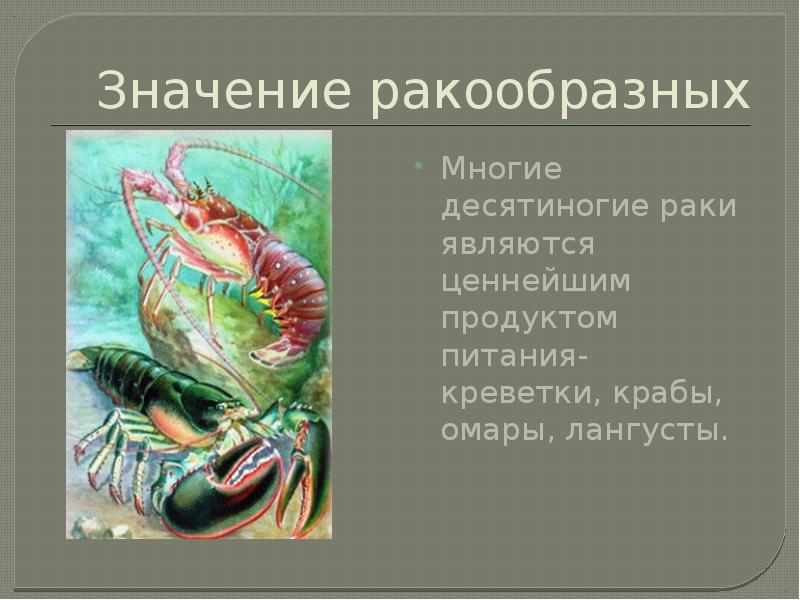 Ракообразные в природе и жизни человека. Ракообразные и их роль в природе. Значение ракообразных в природе и жизни человека. Класс ракообразные питание. Роль ракообразных в жизни человека.