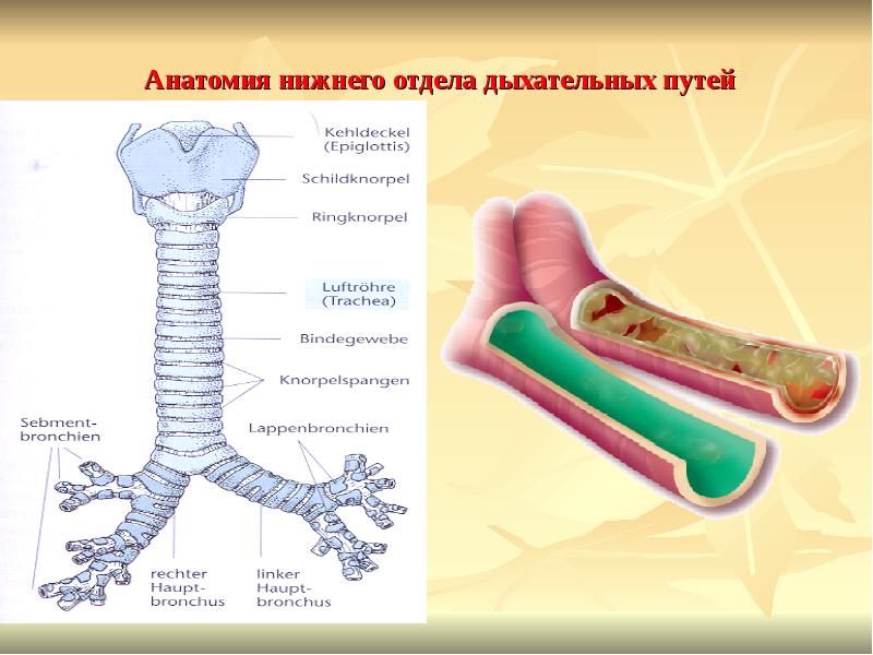 Анатомия нижнего отдела дыхательных путей