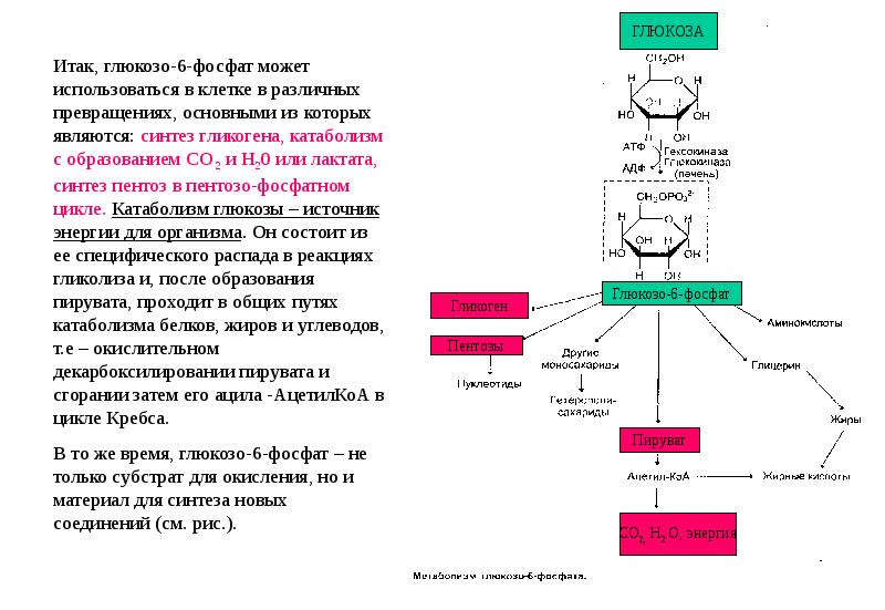 Биосинтез органических веществ