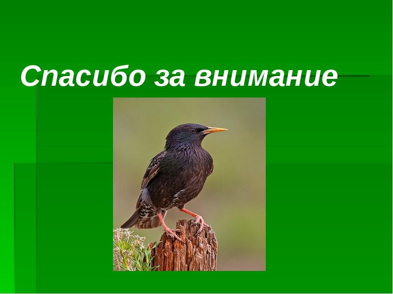 Белов скворцы презентация к уроку в 5 классе