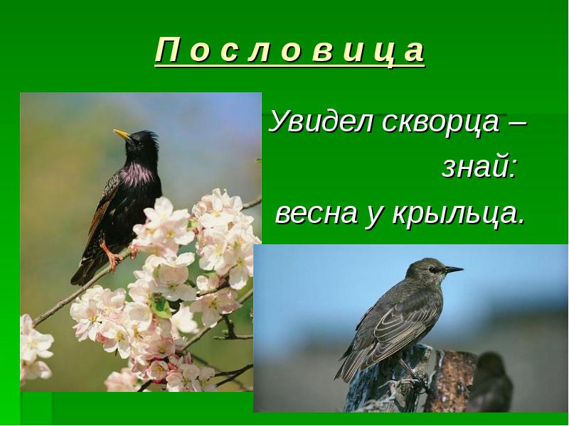 Вижу весну. Увидел скворца Весна у крыльца. Ghtptynfwbz edbltk crdjhwf dtcyf e rhskmwf. Увидела скворца знай. Увидел скворца Весна.