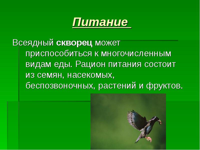 Всеядное питание. Всеядные насекомые. Тип всеядные насекомые. Скворец рацион питания. Всеядные насекомые примеры.