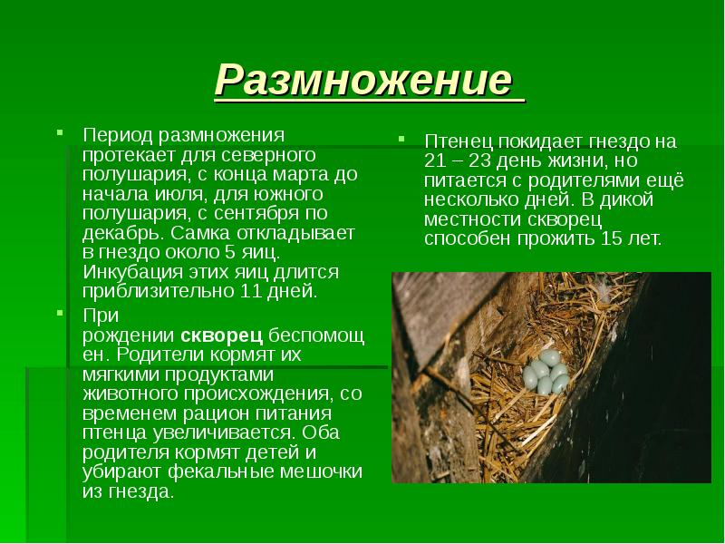 Период размножения. Период гнездования. Скворцы в период гнездования. Скворец размножение.