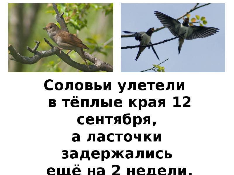 Песня соловьи улетают. Ласточки улетают в теплые края. Почему ласточки улетают в теплые края. Как улетают ласточки в теплые края. Когда улетают ласточки в теплые края.