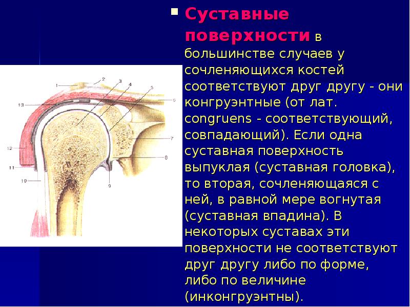 Суставные поверхности. Суставные поанрхностикогруэнтны. Суставные поверхности конгруэнтны. Суставные поверхности костей. Суставные поверхности сочленяющихся костей.